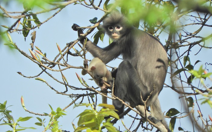 In this undated handout photo released by the German Primate Center (DPZ) on 11 November 2020, the newly discovered primate named Popa langur (Trachypithecus popa) is seen on a tree branch on Mount Popa, Myanmar. Picture: AFP
