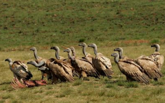 Cape Vultures. Picture: Commons Wikipedia