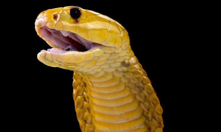 Snake on a plane: Highly venomous cobra found under pilot's seat, World  News