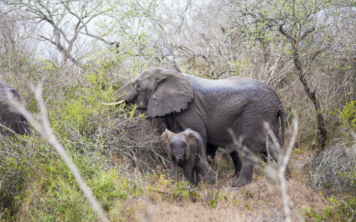 After Elephant Killings Botswana Mulls Lifting Hunting Ban