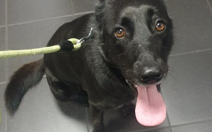 [PICS] SA pup tracked down at Paris airport after 'forgotten' in cargo hold