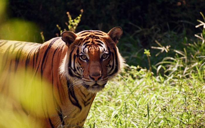 sheba-the-escaped-tiger-reopens-debate-on-keeping-wild-animals-as-pets