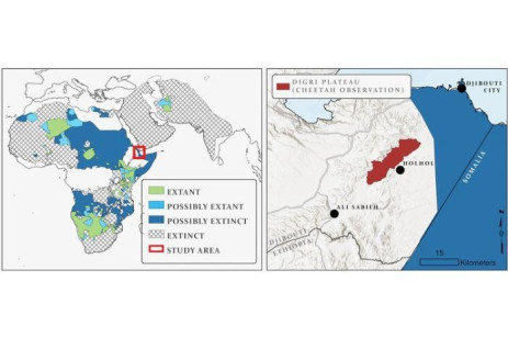 Location maps showing Djibouti and the remote Digri Plateau where the cheetah was photographed. Illustration: Hawkwatch International