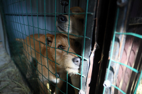 This photograph shows dogs in an aviary in the "Home for Rescued Animals" shelter in the western Ukrainian city of Lviv on 26 March 2022. 