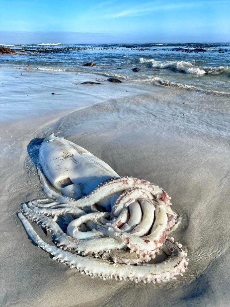 Giant squid washed up in Cape Town.Pics Supplied: Ali Paulus