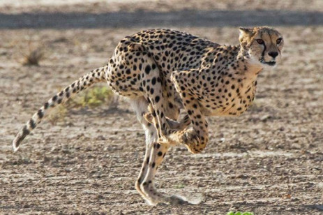 A cheetah in full flight in the Kgalagadi Transfrontier Park. Picture: John Yeld, accessed through GroundUp