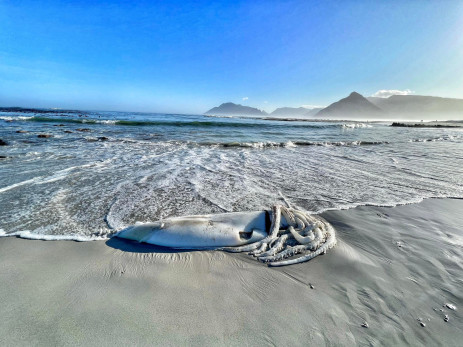 Giant squid washed up in Cape Town.Pics Supplied: Ali Paulus