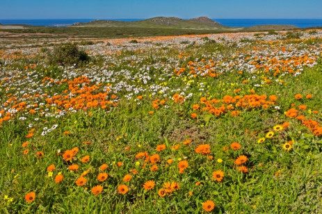 Image of spring flowers in the West Coast National Park. Picture: @geoffsp/123rf.com

