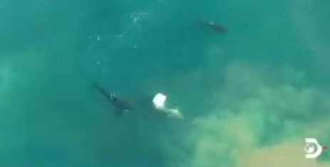 Screen grab from video of orca attack on great white shark posted by Michelle Jewell @TheSharkologist  (drone footage by Christiaan Stopforth in exclusive Daily Beast clip from Shark Week special).