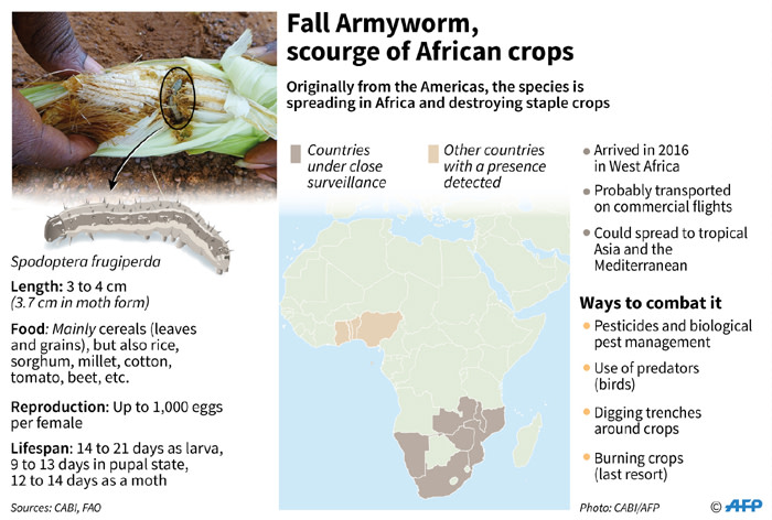 Factfile on the African Armyworm, which is spreading in Africa and destroying many cereal crops.