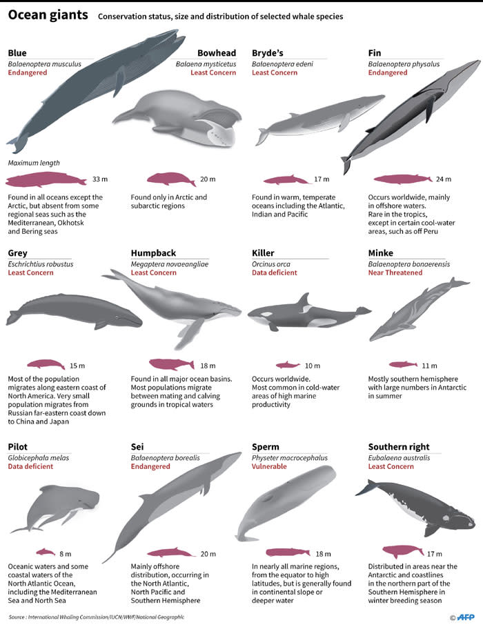 The conservation status, size and distribution of selected whale species. Picture: AFP