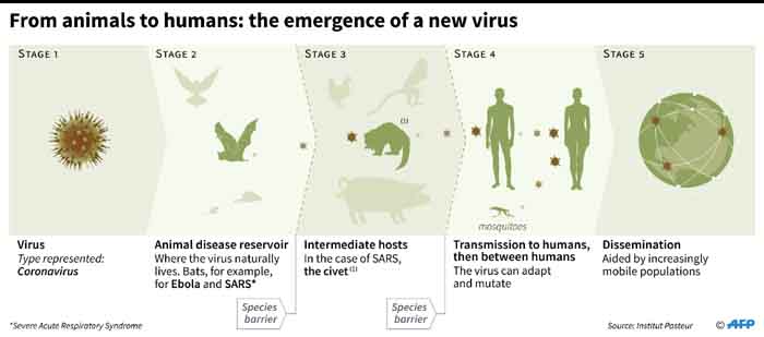 Graphic explaining the transmission of a coronavirus from animals to humans. Picture: AFP
