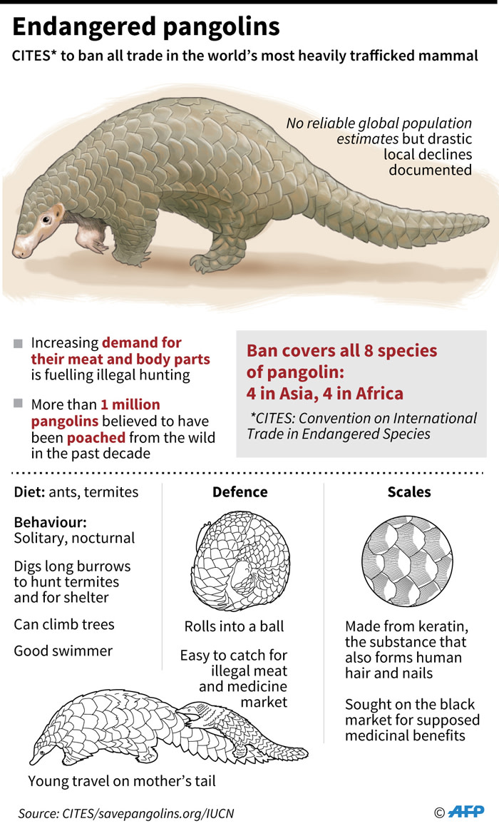 Endangered pangolins will receive the highest level of protection against illegal trade, says the Convention on International Trade in Endangered Species (Cites).