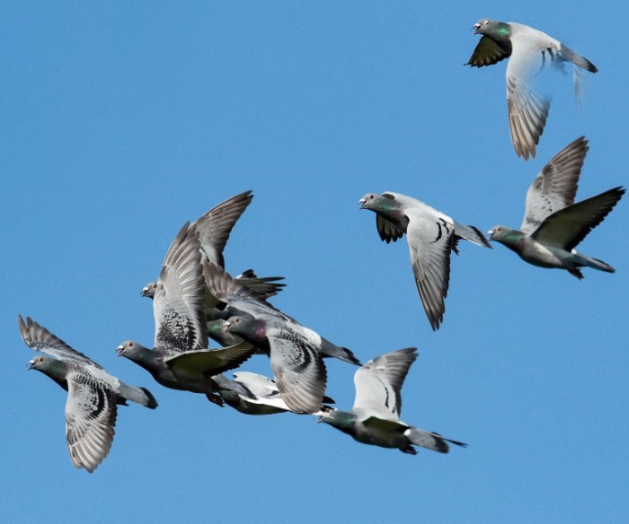 Flock of racing pigeons @ khunaspix/123rf.com

