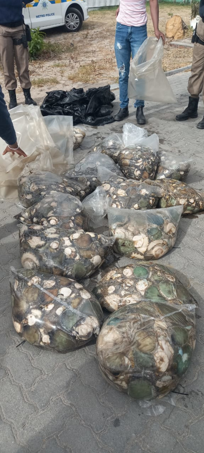 Cape Town's Metro Police nabbed poachers with abalone worth almost R1 220 000. 
Image: JP Smith on Facebook

