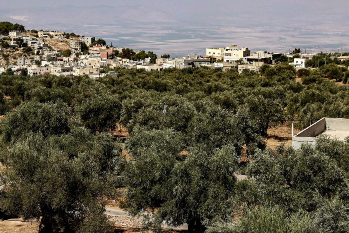 A picture shows a view of some of Jordan's oldest olive trees on a farm in Ajlun governorate, near the Jordan River and the Israeli border, on September 25, 2023. Image: Khalil MAZRAAWI / AFP