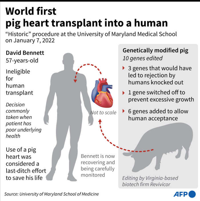 infographic: interesting facts on first transplant of a pig heart into a human – eyewitness news