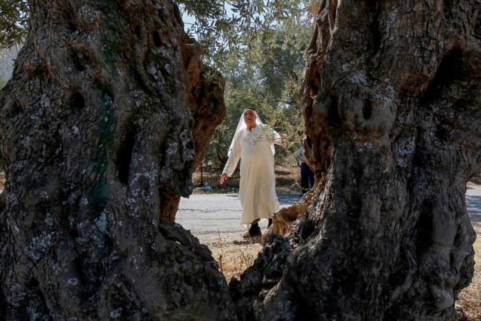 Ali Salih Atta, 84, who owns a farm in Ajlun governorate that is home to Jordan's oldest olive trees, near the Jordan River and the Israeli border, walks in his grove on September 25, 2023.  Image: Khalil MAZRAAWI / AFP