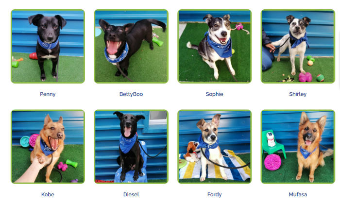 Undertake and save a life! These PAWsome pets want fur-ever-loving houses