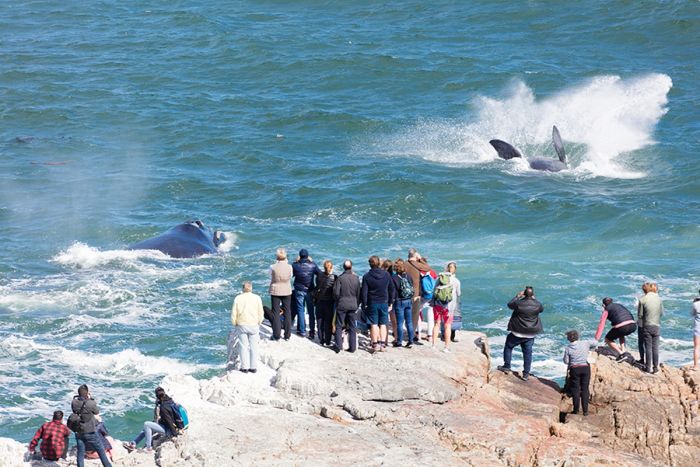 Look out for annual Hermanus Whale Festival at the end of September