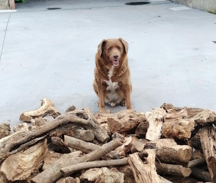 [VIDEO] Meet Bobi, not only the world's oldest living dog but the