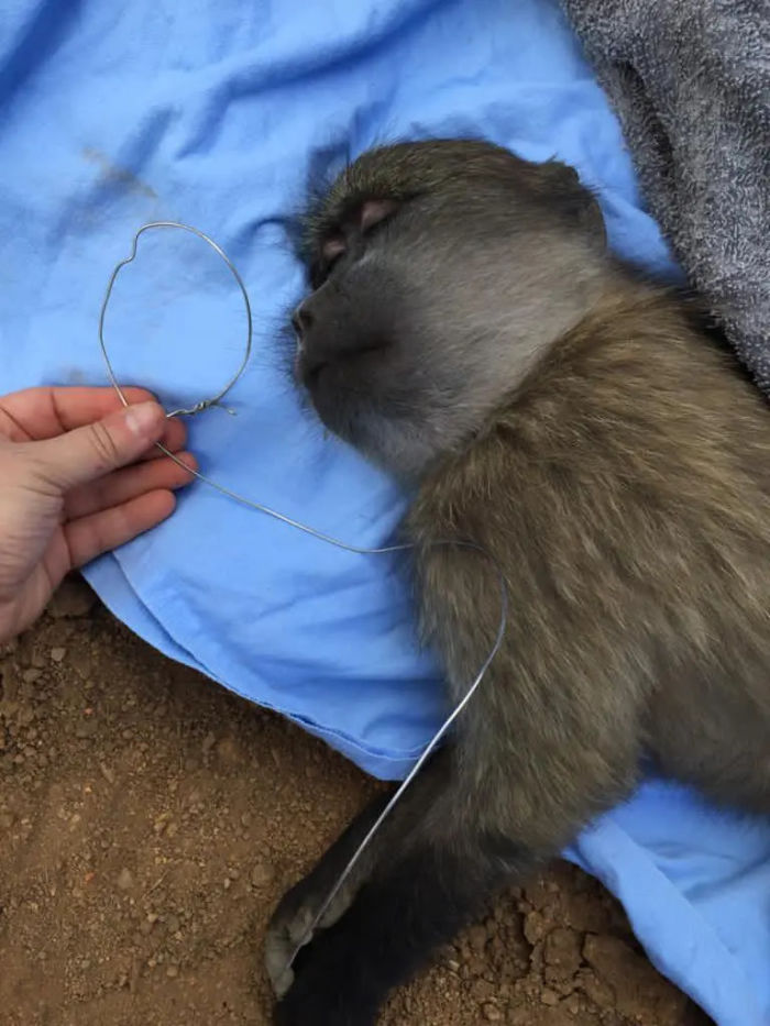 Big cats among victims as snare trapping spreads in Western Cape