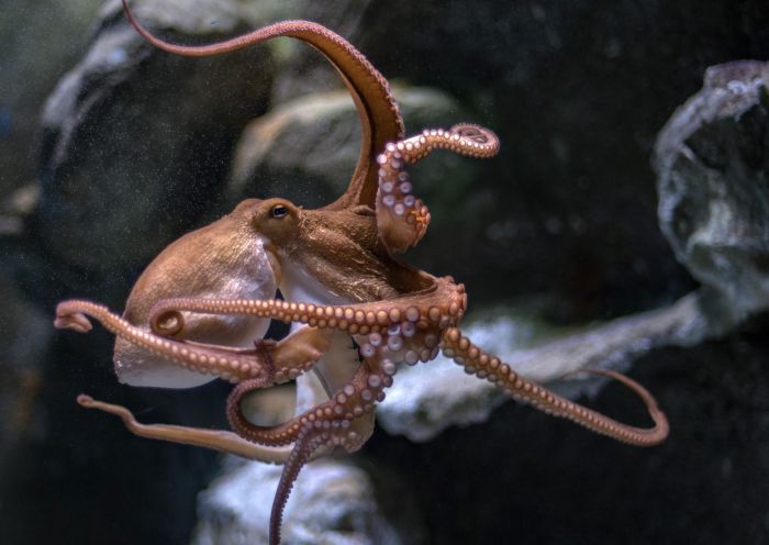 [VIDEO] How octopuses do their own manicures (Who knew!)