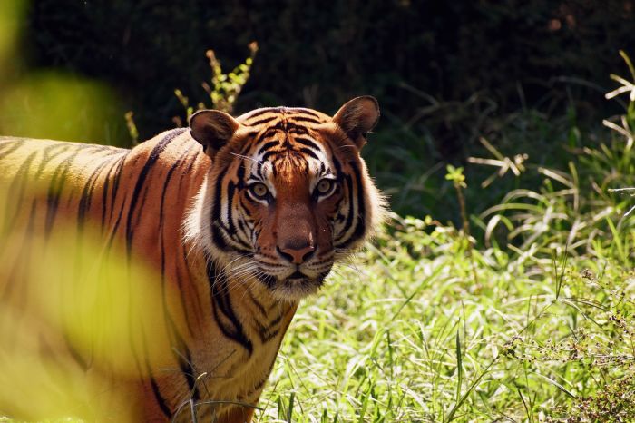 LISTEN] Let wild animals stay wild: should exotic pets be outlawed?