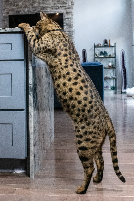 [PHOTOS] Meet Fenrir, officially the world's tallest living domestic cat