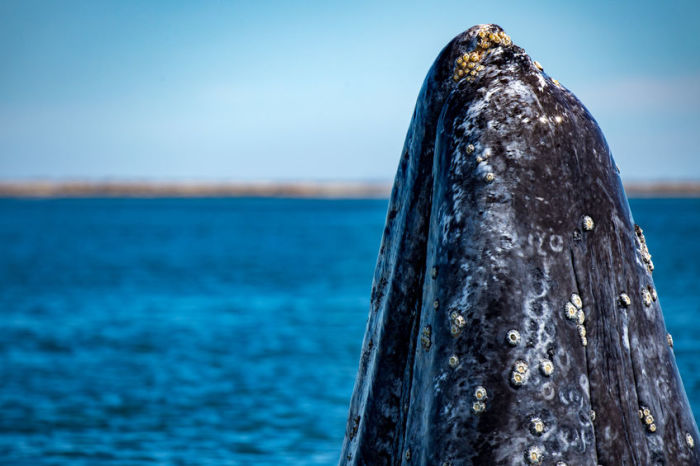 Dead whales are washing up on the East Coast. The reason remains a mystery.