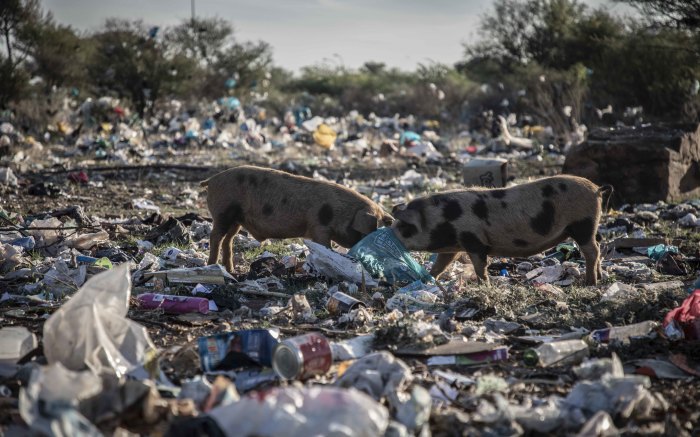 Danville, a suburb on the outskirts of Mahikeng, is riddled by open land filled with litter that it is now infested by pigs. 