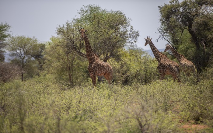 A group of giraffes in the Palala game lodge and spa, during a safari drive.