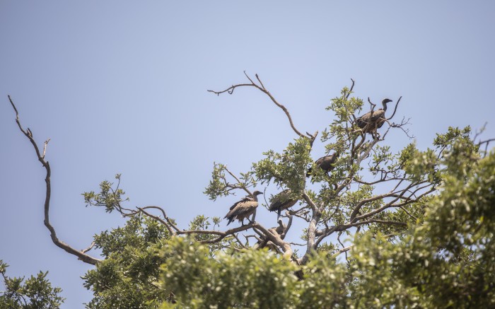 Cape vultures in the Palala game lodge and spa, during a safari drive.