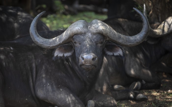 A close-up of a water buffalo in the Palala game lodge and spa, during a safari drive.