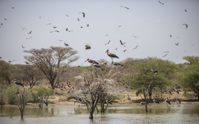 Herons in flight in the Palala game lodge and spa, during a safari drive.